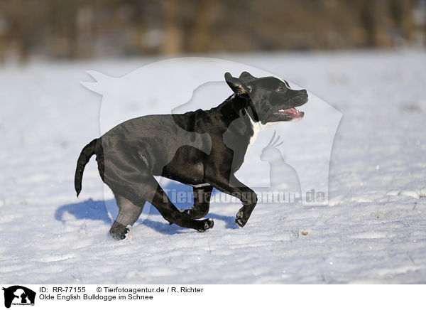 Olde English Bulldogge im Schnee / Olde English Bulldog  in snow / RR-77155
