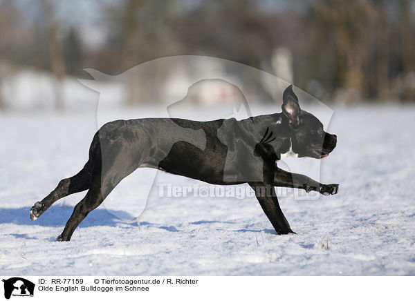 Olde English Bulldogge im Schnee / Olde English Bulldog  in snow / RR-77159