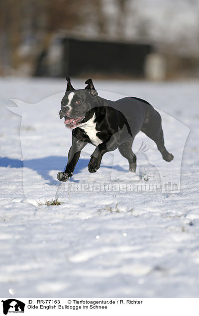 Olde English Bulldogge im Schnee / RR-77163