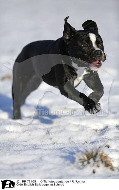 Olde English Bulldogge im Schnee / RR-77165