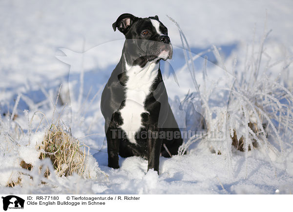 Olde English Bulldogge im Schnee / Olde English Bulldog  in snow / RR-77180