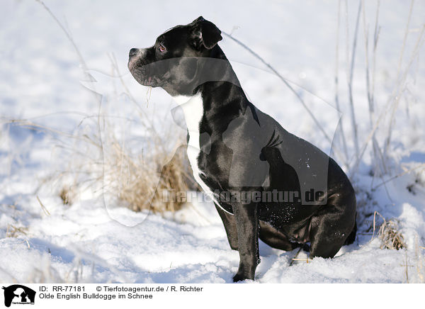 Olde English Bulldogge im Schnee / Olde English Bulldog  in snow / RR-77181
