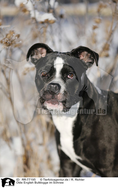 Olde English Bulldogge im Schnee / RR-77195