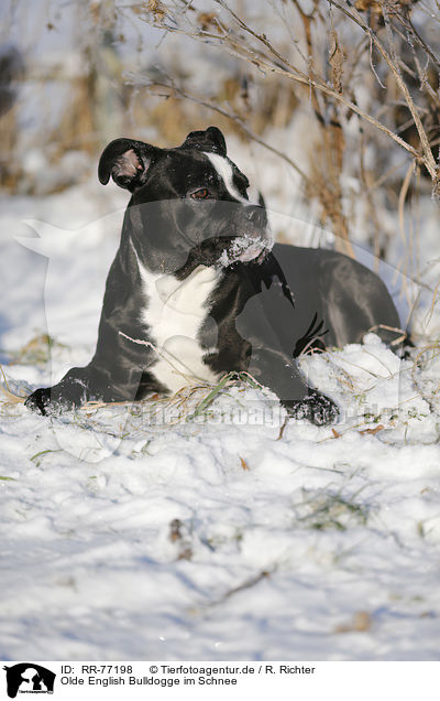 Olde English Bulldogge im Schnee / Olde English Bulldog  in snow / RR-77198