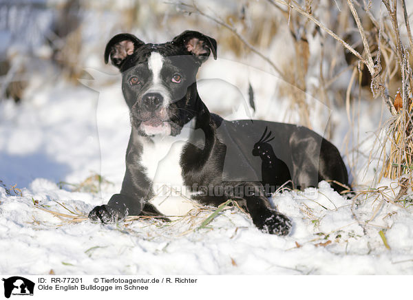 Olde English Bulldogge im Schnee / RR-77201