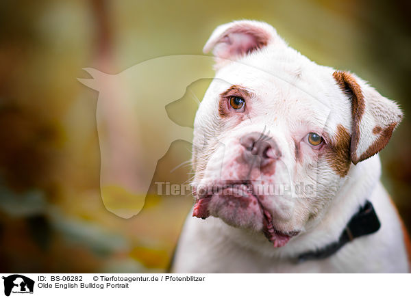 Olde English Bulldog Portrait / BS-06282