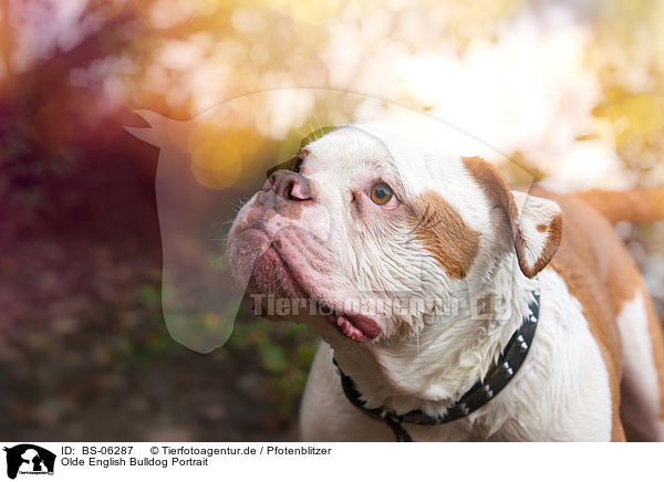 Olde English Bulldog Portrait / BS-06287