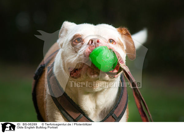 Olde English Bulldog Portrait / BS-06289