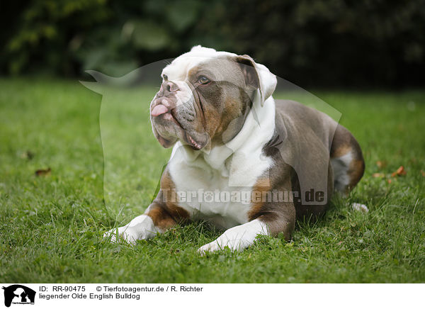 liegender Olde English Bulldog / RR-90475