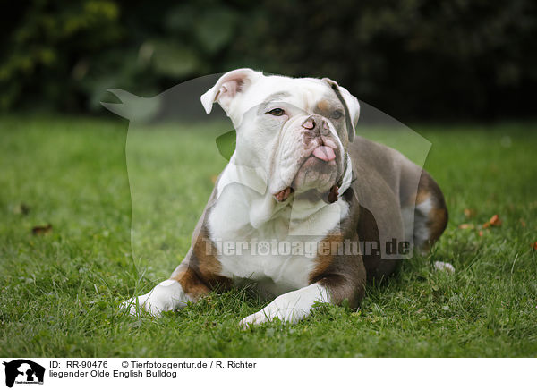 liegender Olde English Bulldog / RR-90476