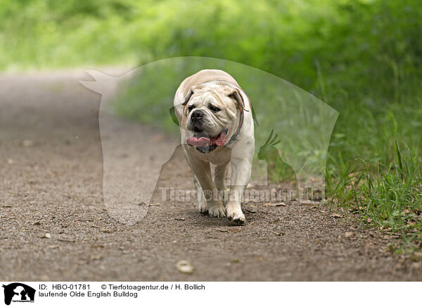 laufende Olde English Bulldog / walking Olde English Bulldog / HBO-01781