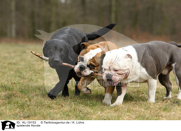 spielende Hunde / playing dogs / KL-19152