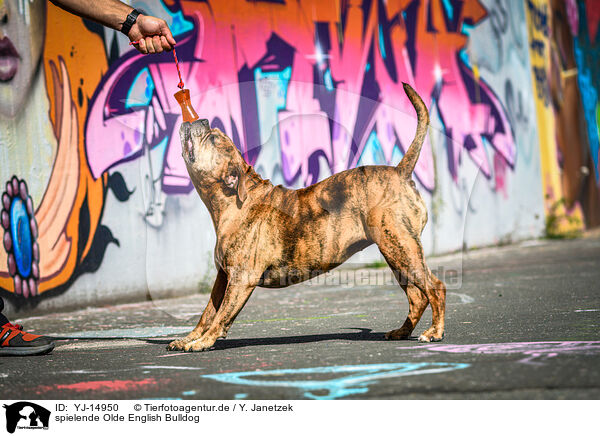 spielende Olde English Bulldog / playing Olde English Bulldog / YJ-14950