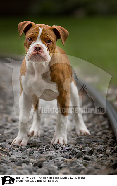 stehende Olde English Bulldog / standing Olde English Bulldog / LH-01285