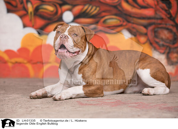 liegende Olde English Bulldog / lying Olde English Bulldog / LH-01335