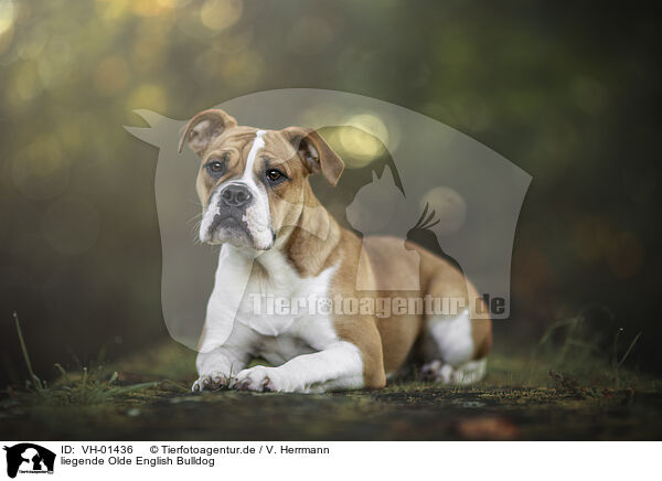 liegende Olde English Bulldog / VH-01436