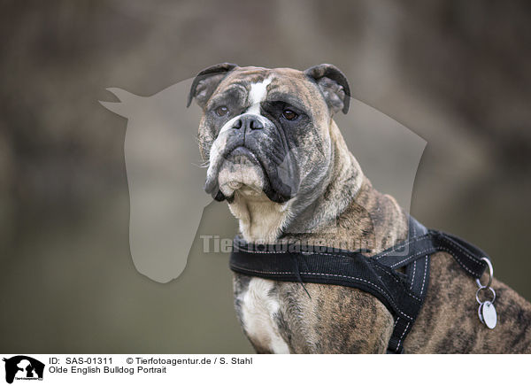 Olde English Bulldog Portrait / SAS-01311