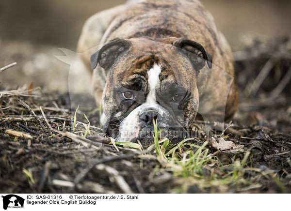 liegender Olde English Bulldog / SAS-01316