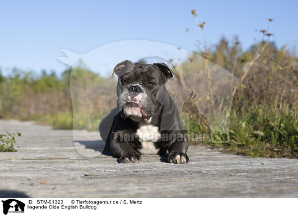 liegende Olde English Bulldog / lying Olde English Bulldog / STM-01323