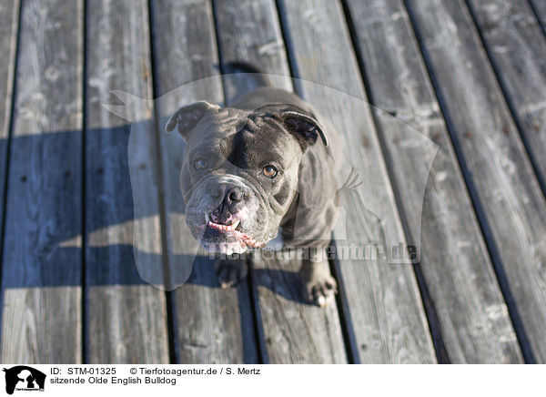 sitzende Olde English Bulldog / sitting Olde English Bulldog / STM-01325