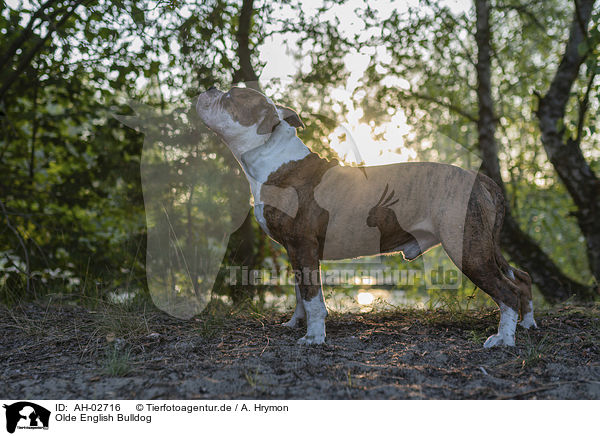 Olde English Bulldog / AH-02716