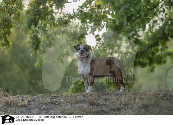 Olde English Bulldog / AH-02721
