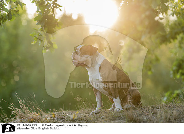 sitzender Olde English Bulldog / AH-02723