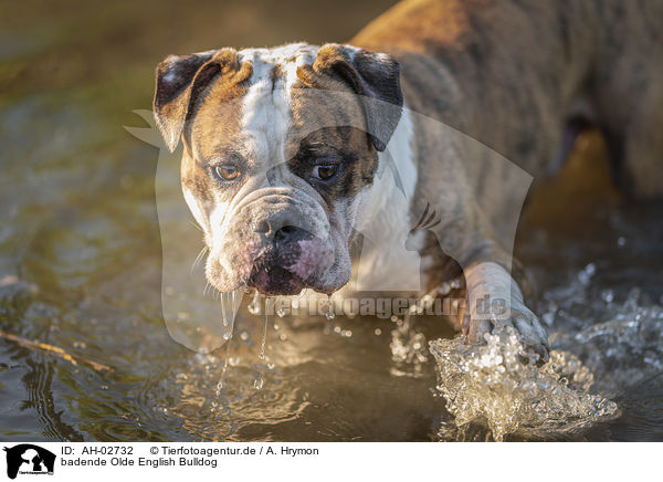 badende Olde English Bulldog / AH-02732