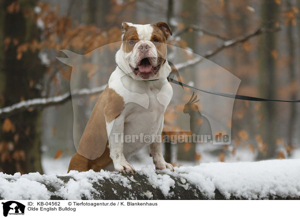 Olde English Bulldog / Olde English Bulldog / KB-04562