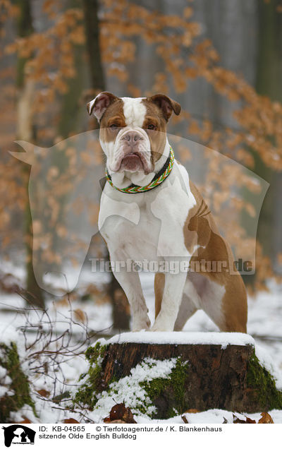 sitzende Olde English Bulldog / KB-04565