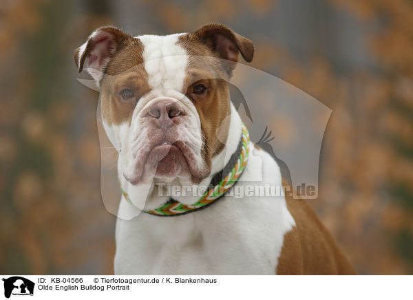 Olde English Bulldog Portrait / KB-04566