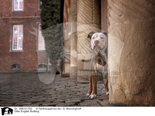 Olde English Bulldog / Olde English Bulldog / SIB-01755