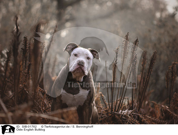 Olde English Bulldog / SIB-01762