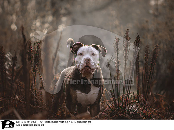 Olde English Bulldog / Olde English Bulldog / SIB-01763