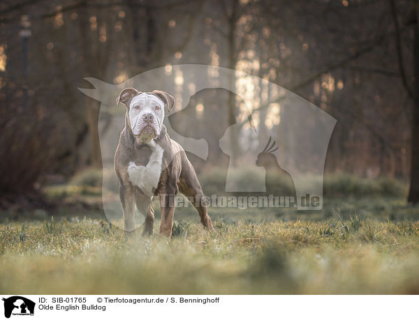 Olde English Bulldog / SIB-01765
