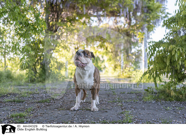 Olde English Bulldog / Olde English Bulldog / AH-04329