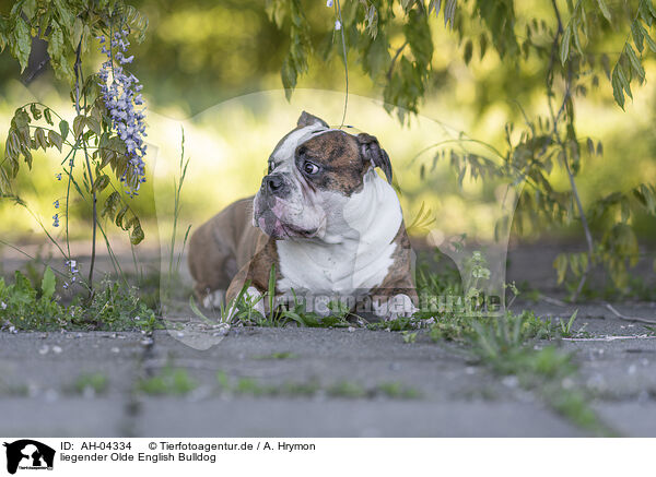 liegender Olde English Bulldog / lying Olde English Bulldog / AH-04334