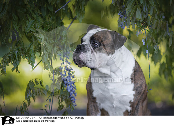 Olde English Bulldog Portrait / AH-04337