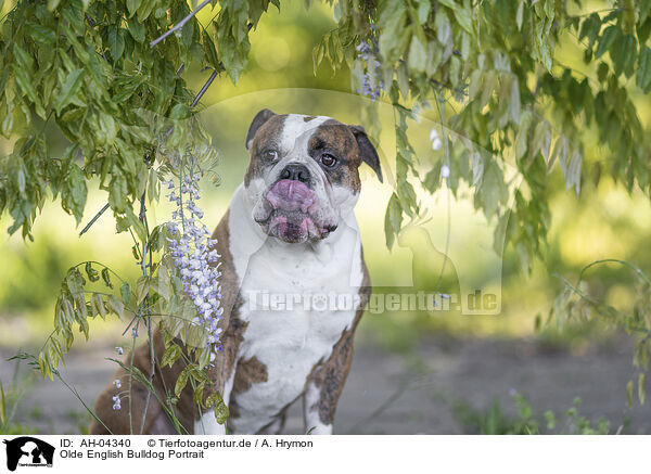 Olde English Bulldog Portrait / AH-04340
