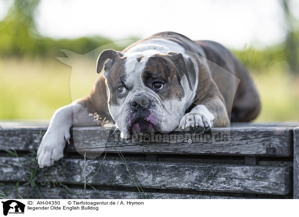 liegender Olde English Bulldog / lying Olde English Bulldog / AH-04350