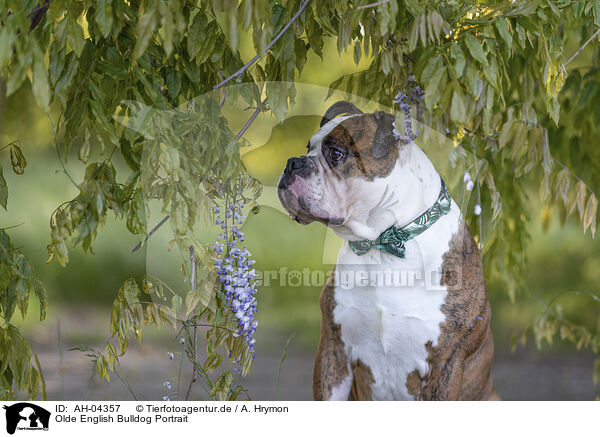 Olde English Bulldog Portrait / Olde English Bulldog Portrait / AH-04357