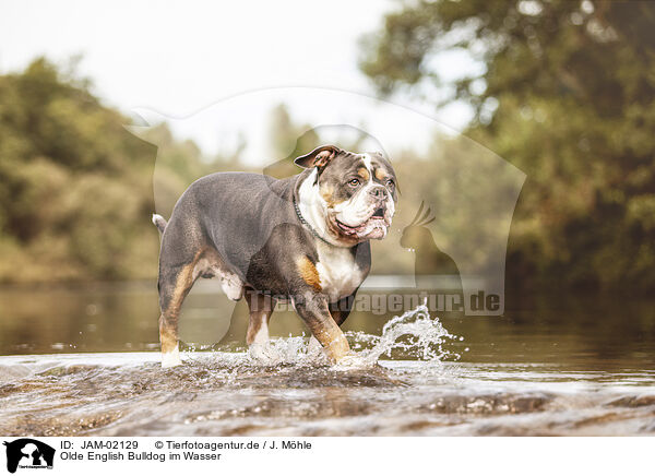 Olde English Bulldog im Wasser / JAM-02129