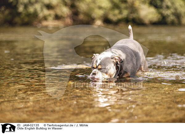 Olde English Bulldog im Wasser / Olde English Bulldog in the water / JAM-02135