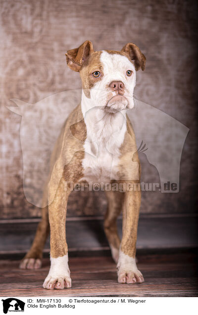 Olde English Bulldog / Olde English Bulldog / MW-17130