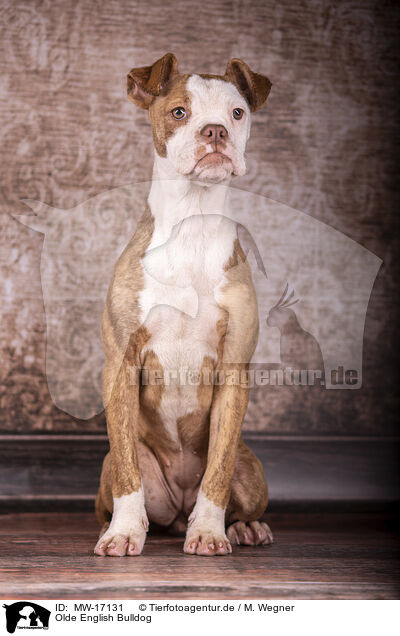 Olde English Bulldog / Olde English Bulldog / MW-17131