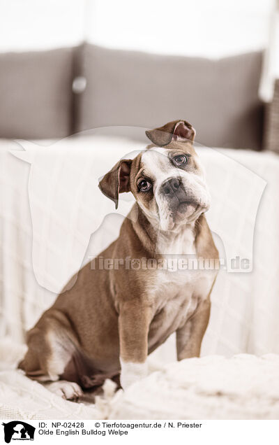 Olde English Bulldog Welpe / Olde English Bulldog Puppy / NP-02428