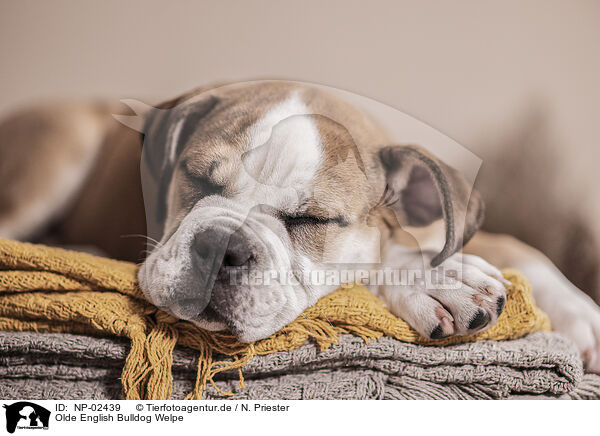 Olde English Bulldog Welpe / NP-02439