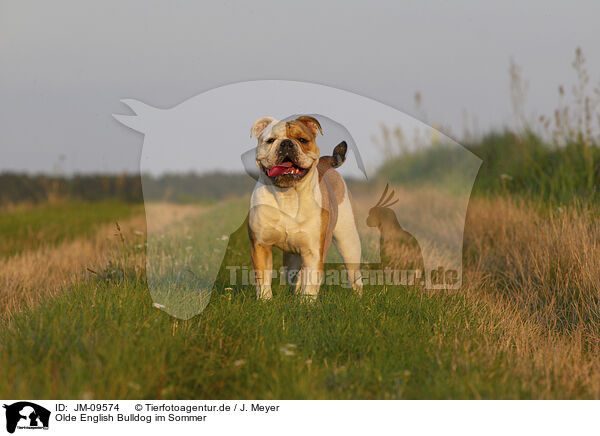 Olde English Bulldog im Sommer / JM-09574