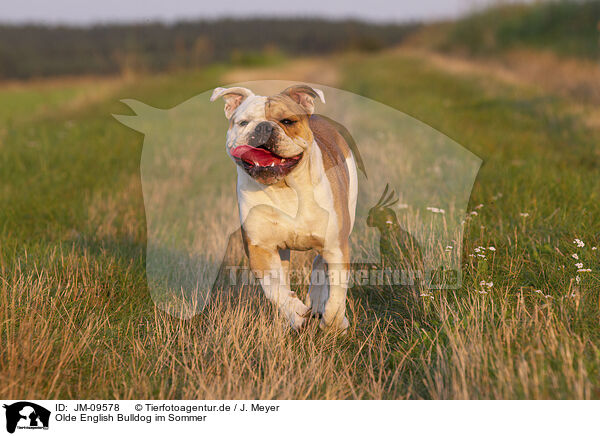Olde English Bulldog im Sommer / Olde English Bulldog in summer / JM-09578