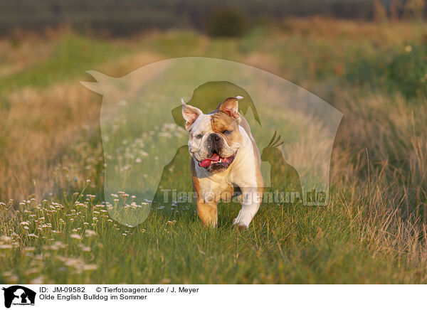 Olde English Bulldog im Sommer / JM-09582